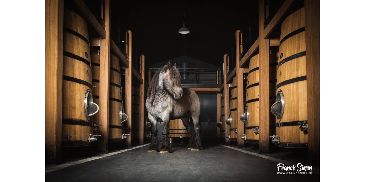 Cheval de chai
