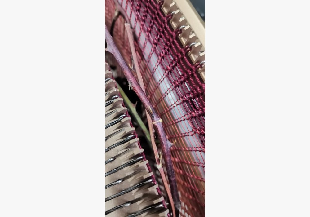 Tricot - fils et ronces