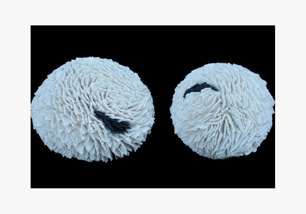 STYLOPHORA Porcelaine  15x13x13 cm et Diam : 12 cm