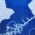 Cyanotype
