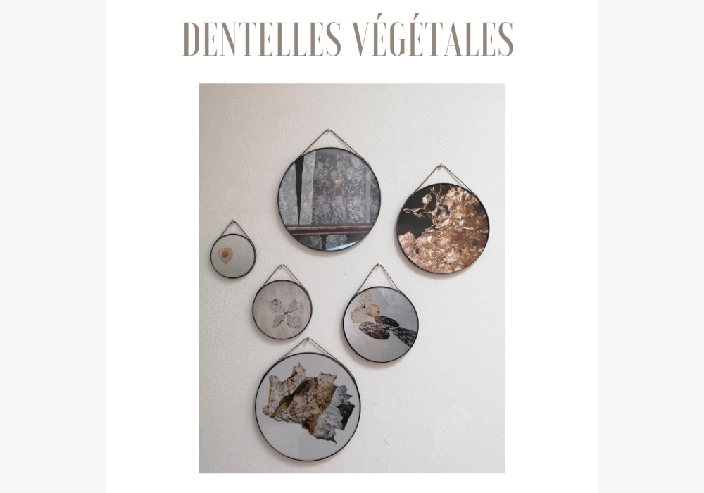Photographie végétales dans médaillons 