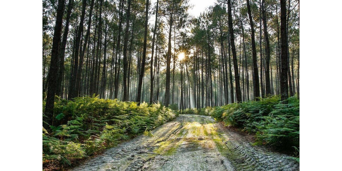 Paysages des Landes&nbsp;: Forêt landaise