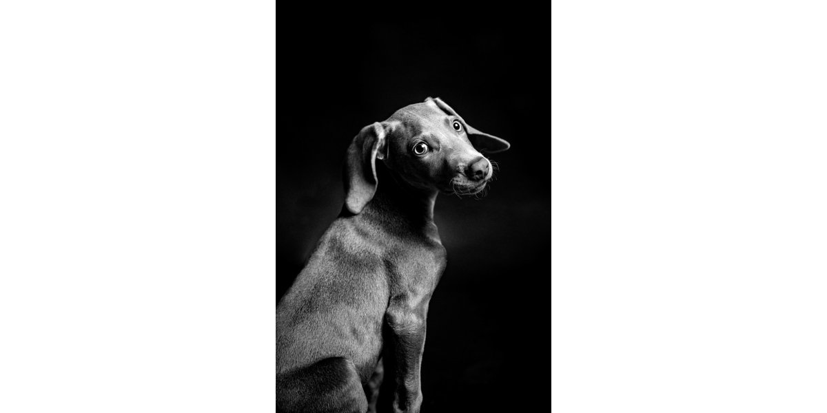 Portrait chien
