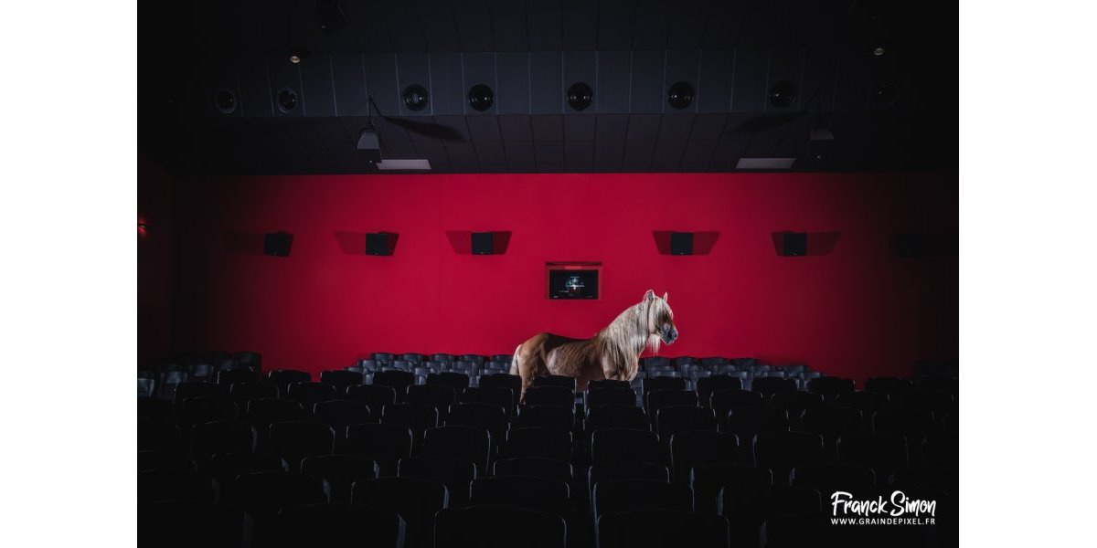 Un cheval au cinéma
