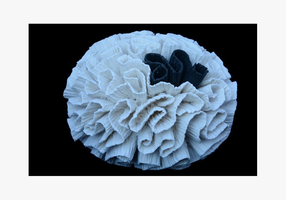PAVONA CACTUS Porcelaine 18x16x12 cm