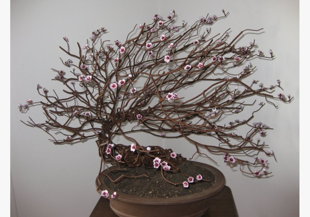 Bonsai Mei Hua