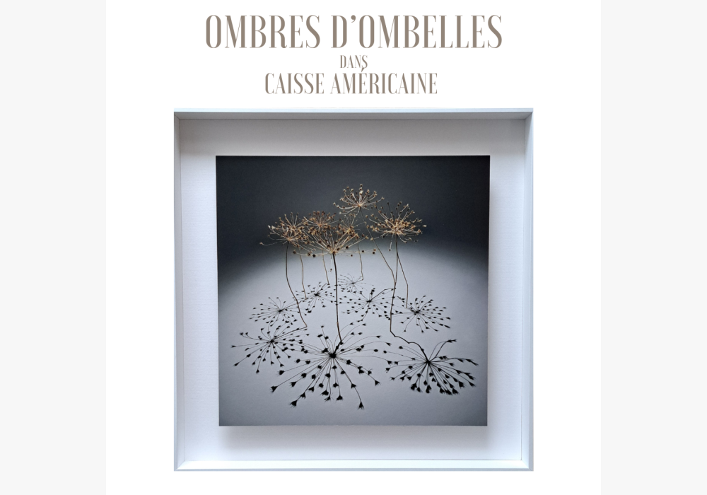 Photographie Ombres d’ombelles