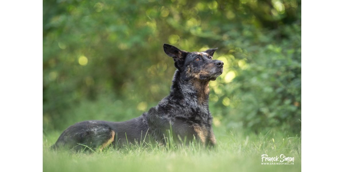 Portrait de chien