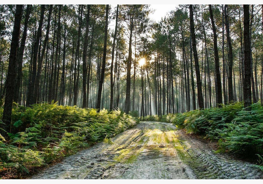 Paysages des Landes : Forêt landaise