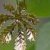 Boucles feuilles de Marronnier - inspiration grecque